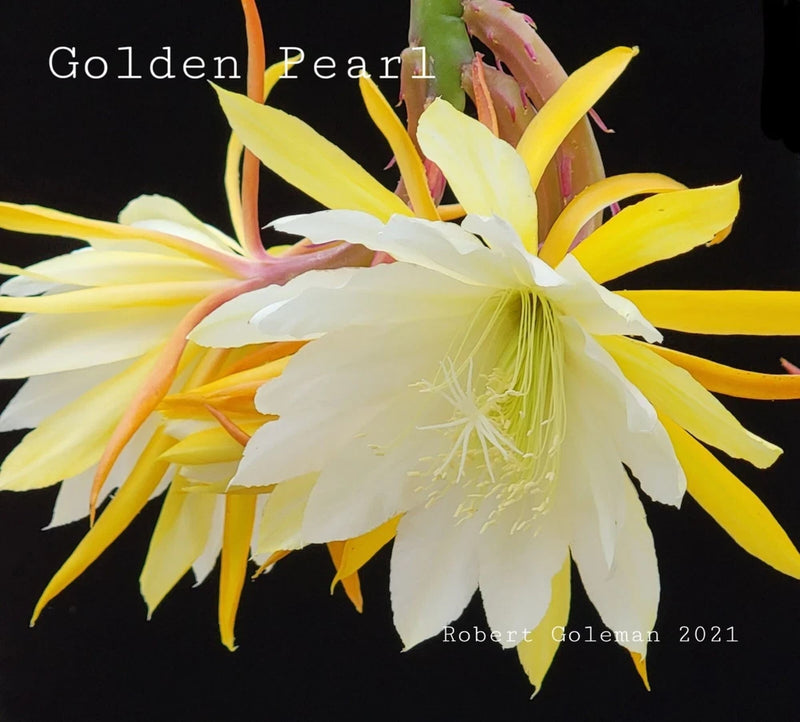 Epiphyllum orchid cactus flower with yellow and white long petals, orange centers