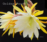 Epiphyllum 'Golden Pearl' Small Rooted Cutting - Rare Orchid Cactus Orchids