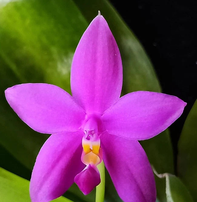 Purple star-shaped orchid bloom with yellow center and small lip