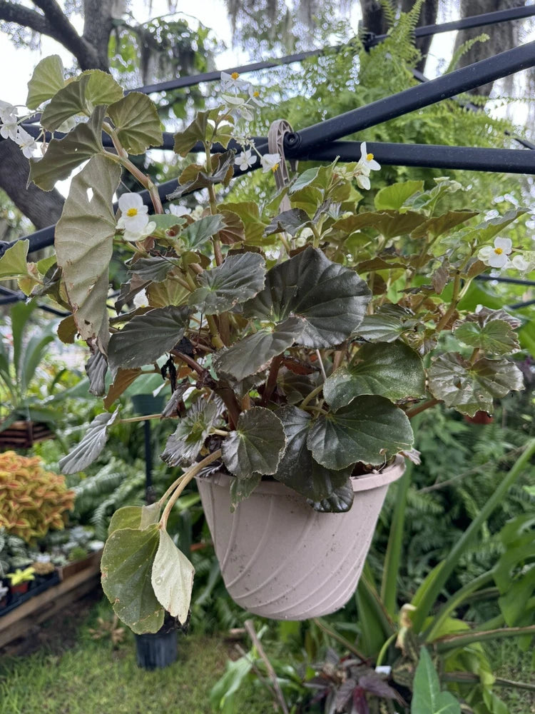 Begonia hirtella potted plant with large green leaves and small white blooms
