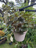 Begonia hirtella Plant Orchids