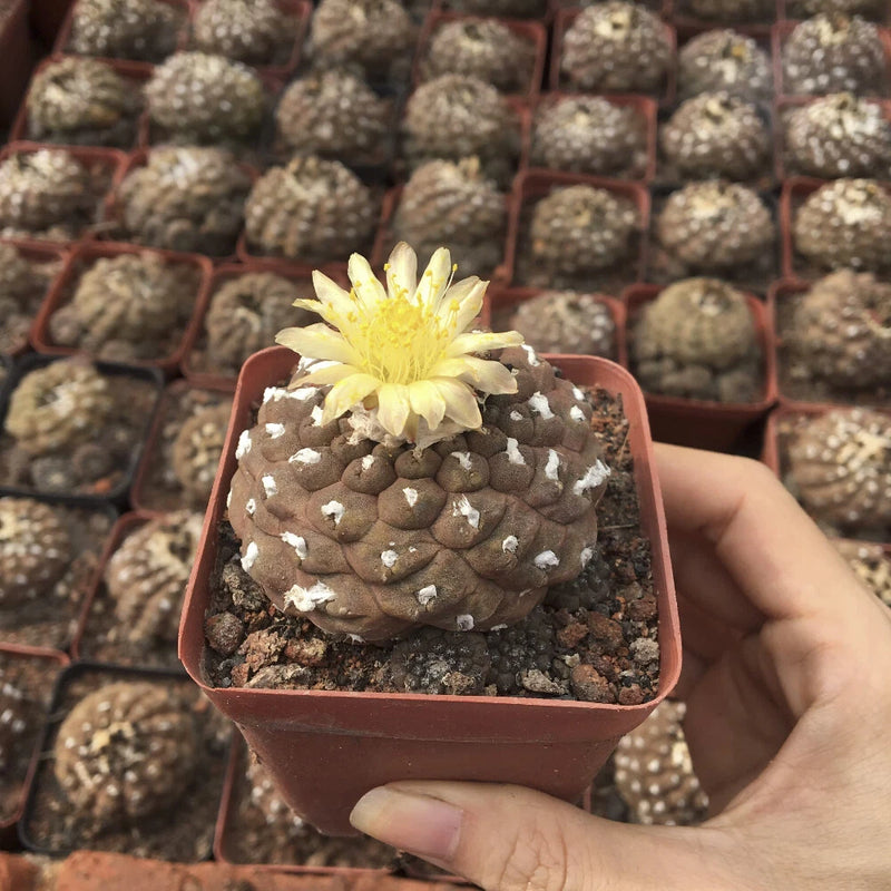 3-4CM Succulent Cactus Plant Copiapoa Hypogaea Cactaceae Home Garden Plant Garden Plants