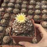 3-4CM Succulent Cactus Plant Copiapoa Hypogaea Cactaceae Home Garden Plant Garden Plants