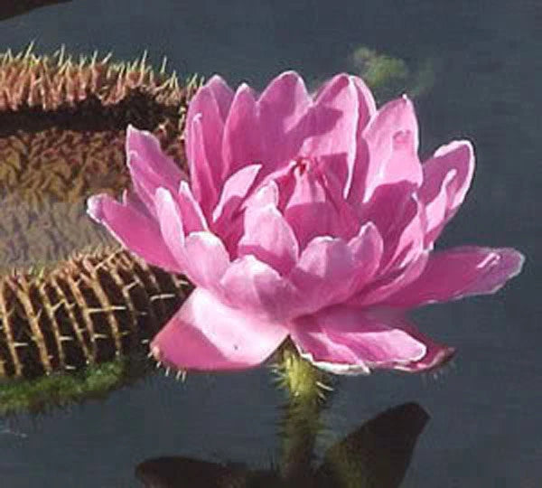 Victoria Amazonica/Giant Water Lily/Lotus/ 30 seeds!!! Flowering Plants