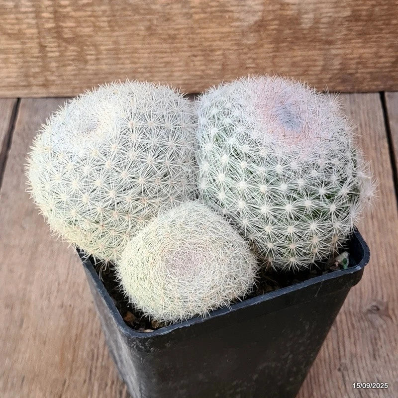 D6435 MAMMILLARIA CANDIDA pot10-H8-W15 cm MaMa Cactus Green Plant