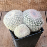 D6435 MAMMILLARIA CANDIDA pot10-H8-W15 cm MaMa Cactus Green Plant