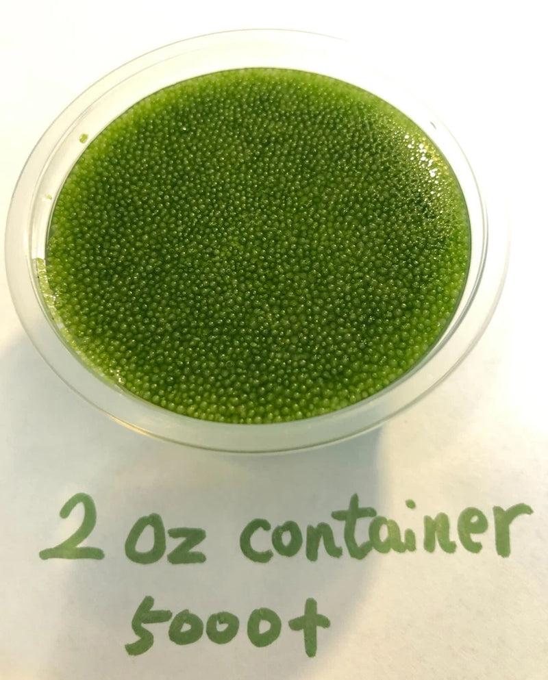 Bulk Wolffia sp. smallest flowering plant on earth, Floating, sustainable Green Plant