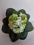 8" ARTIFICIAL Semi-Miniature African Violet (green edge) Green Plant