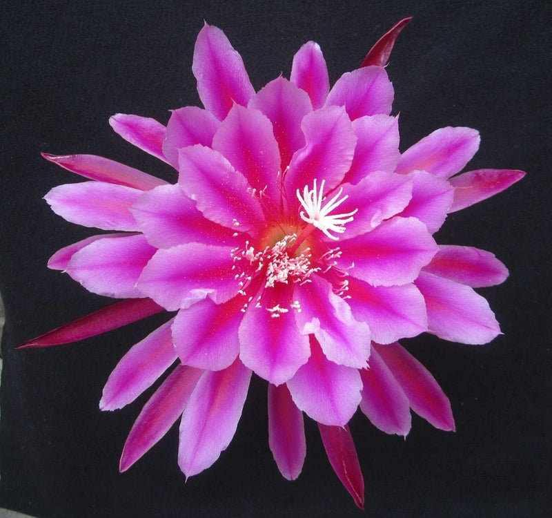 Orchid cactus flower with bright pink-purple petals and red-streaked center stamens