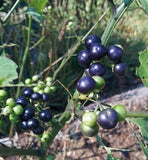 Garden Wonderberry (Solanum burbankii) organically grown, qty 100 seeds Garden Plants