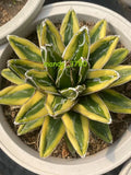 8-10cm Succulent plants Agave victoriae-reginae ÔKizanÕ Garden beautiful Plants Garden Plants