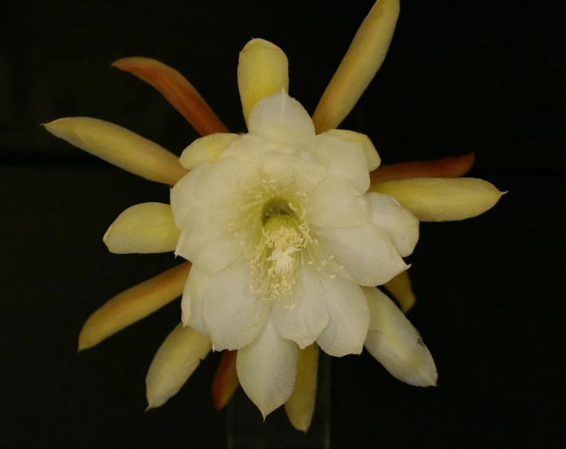 Orchid cactus flower with pale cream petals and light yellow tips, centered pale green stamens