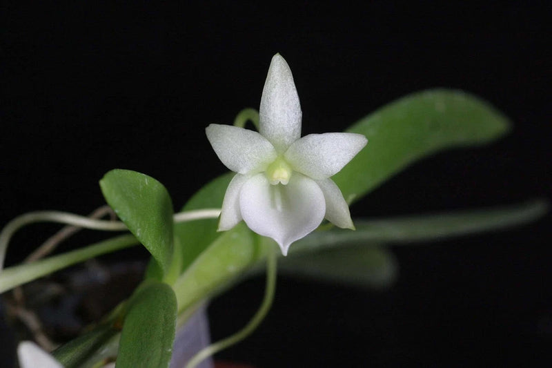 Orchid plant with white star flower and green flat fan-shaped leaves