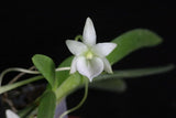[NEW] Angraecum leonis, Leon's Angraecum, Flat Fan-Shape Leaves Orchids