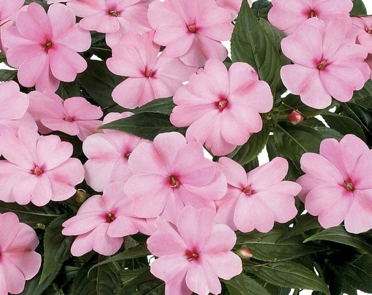 Pink New Guinea impatiens flowers with green leaves, close-up cluster