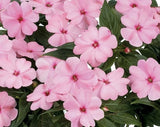 102 NEW GUINEA IMPATIENS HARMONY PINK SMILE Live Plants Plugs Garden AV Garden Plants