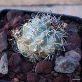D3546 COPIAPOA STREPTOCAULON pot10-H5-W6 cm MaMa Cactus Green Plant