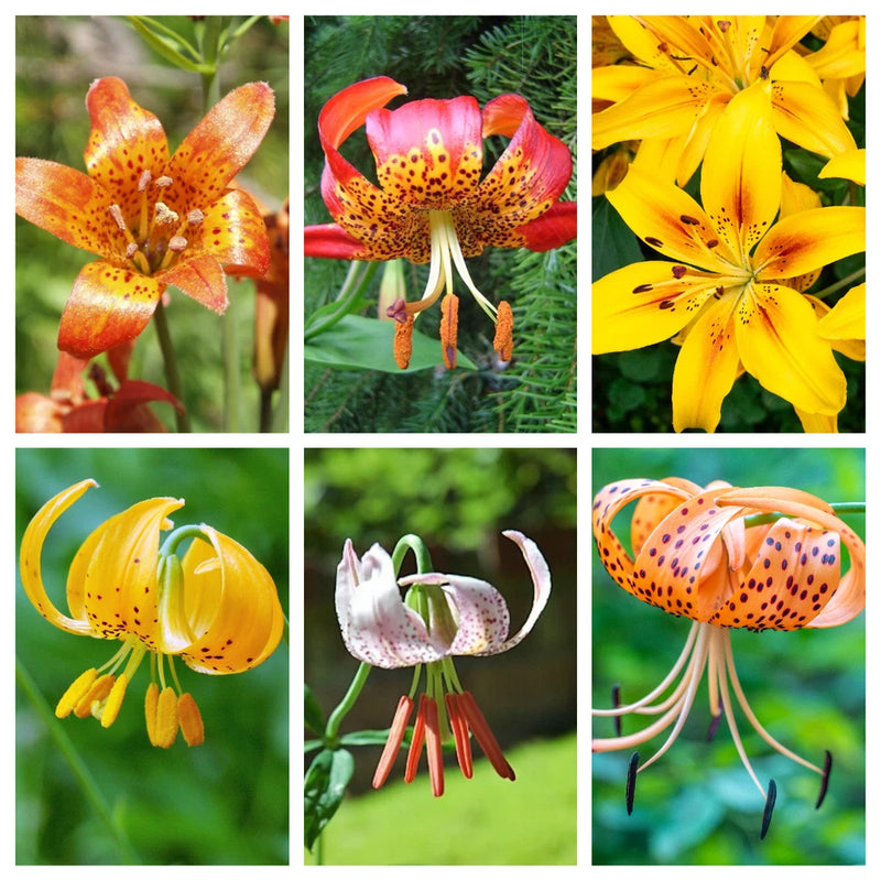Mixed-color lily flowers close-up, orange, pink, and yellow petals with speckles