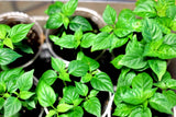Ghost Pepper Plant Extra Hot 2 pack 45 + Days Old 2" to 6" Hardy Bhut Jolokia Flowering Plants