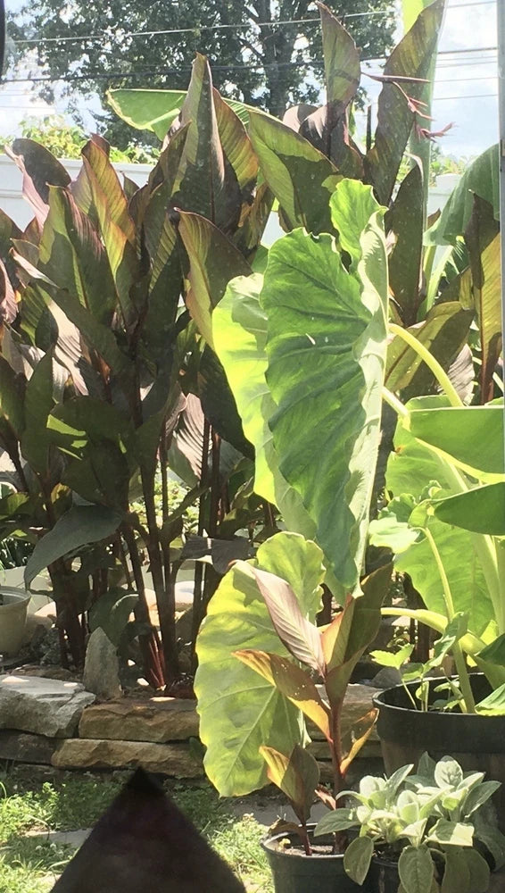 Tropical Garden Bulbs Elephant Ear, Canna Lily & Shampoo Plant-3 Of Each Bulb Garden Plants