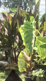 Tropical Garden Bulbs Elephant Ear, Canna Lily & Shampoo Plant-3 Of Each Bulb Garden Plants