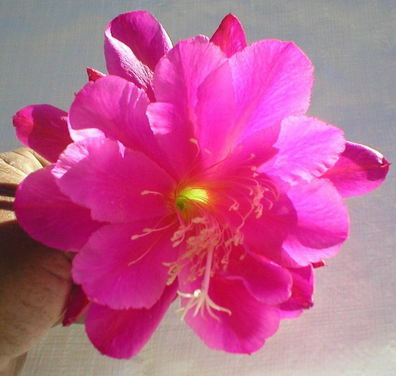 Pink orchid cactus flower with long stamens, close-up