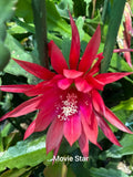 Movie Star  epiphyllum cutting Orchids