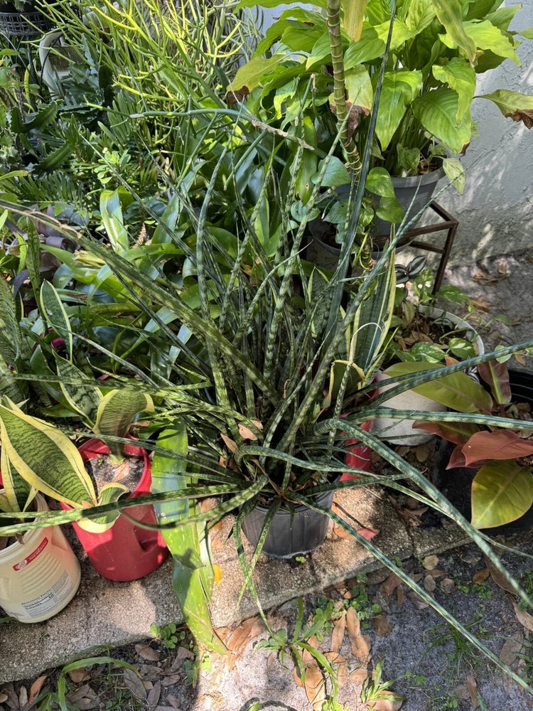 Zebra Snake Plant Orchids