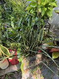 Zebra Snake Plant Orchids