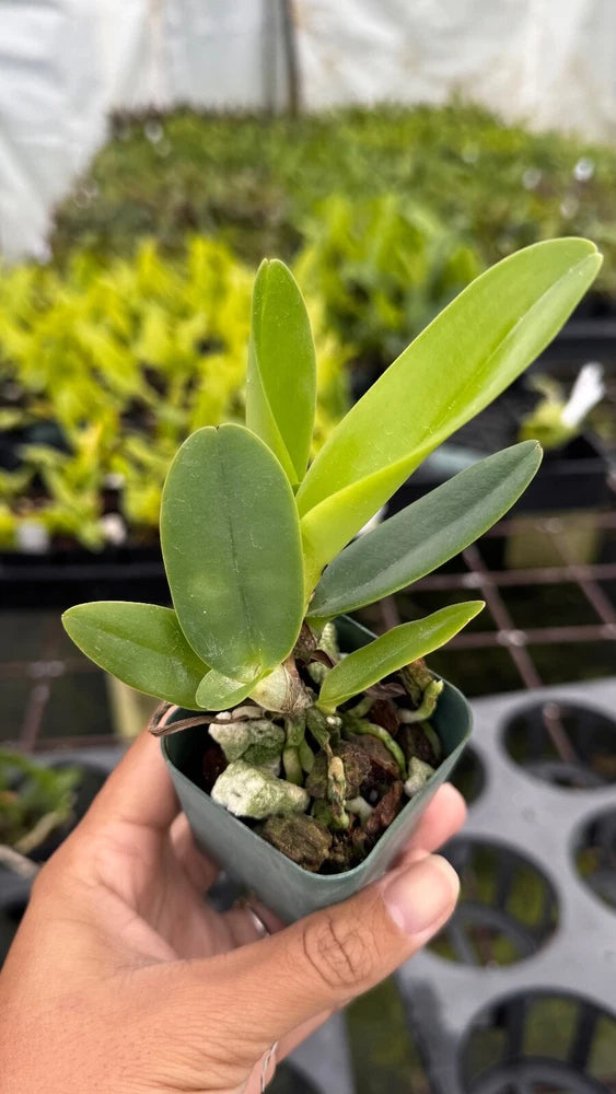Potted orchid plant with green leaves in a gray pot
