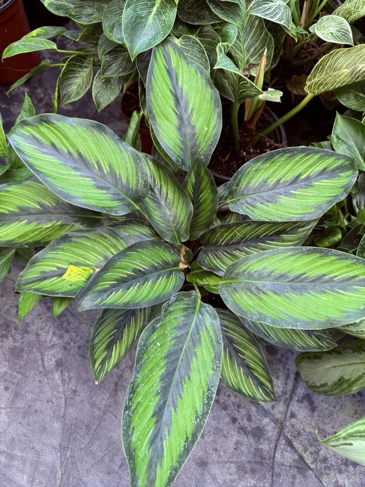 Pinstripe calathea plant with long green leaves and dark striped pattern