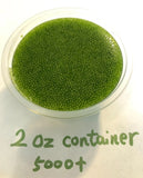 Bulk Wolffia sp. smallest flowering plant on earth, Floating, sustainable Flowering Plants