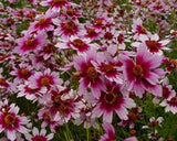 50+ Coreopsis Flower Seeds / American Dream / Reseeding, Long Lasting Annual Flowering Plants