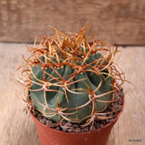 D7328 DENMOZA RODACANTHA pot8,5-H6,5-W7,5 cm MaMa Cactus Green Plant