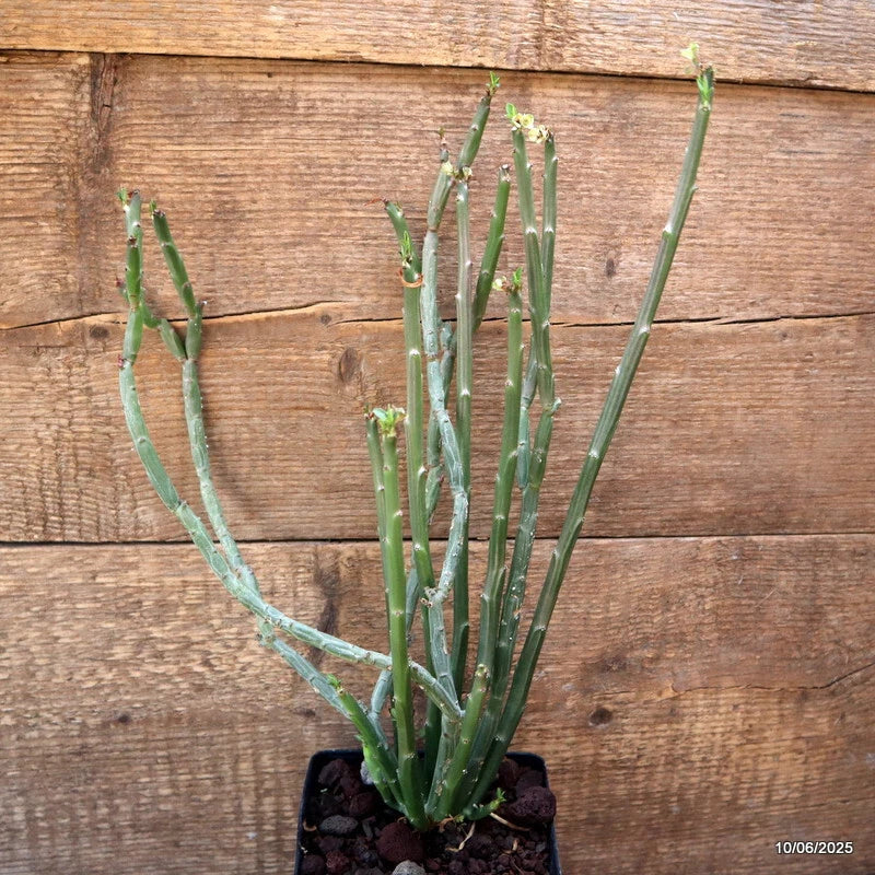 D4562 EUPHORBIA ANTISYPHILITICA pot12-H36-W21 cm MaMa Cactus Green Plant