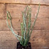 D4562 EUPHORBIA ANTISYPHILITICA pot12-H36-W21 cm MaMa Cactus Green Plant