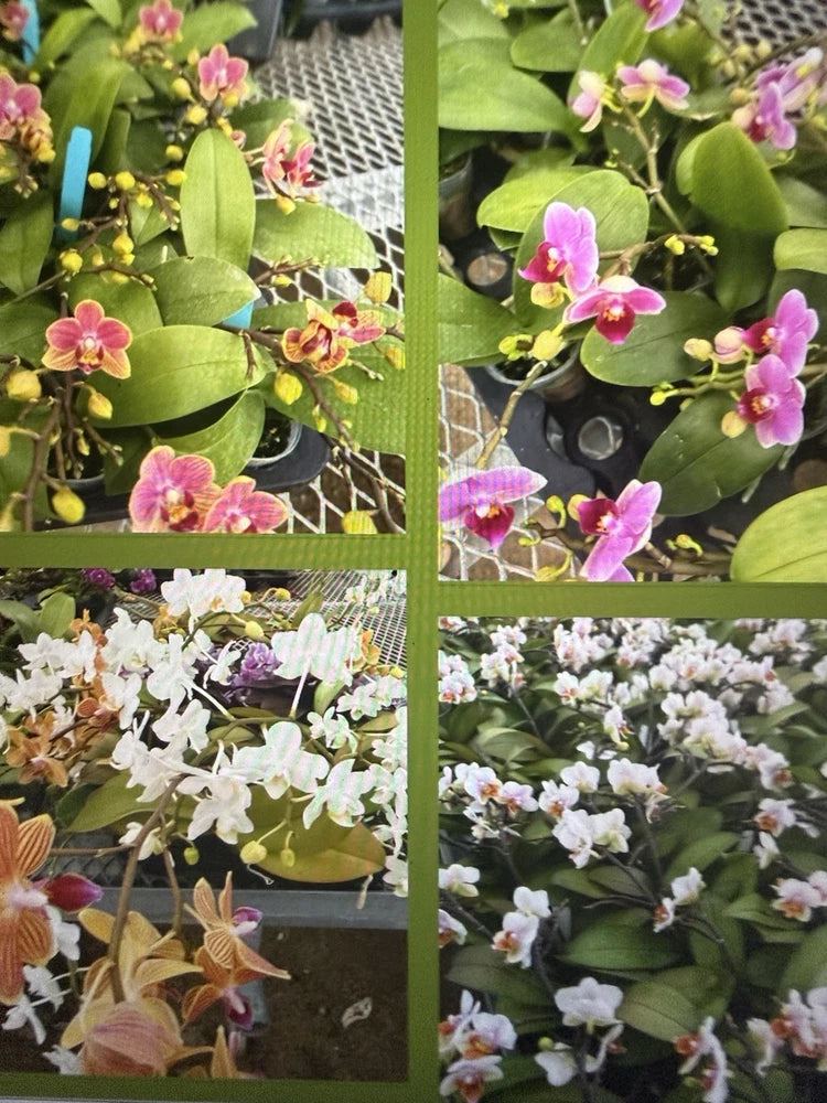 ORCHID PLANTS Phal Surp color 2 in pot 3 plants w bud / bloom Orchids