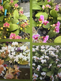 ORCHID PLANTS Phal Surp color 2 in pot 3 plants w bud / bloom Orchids