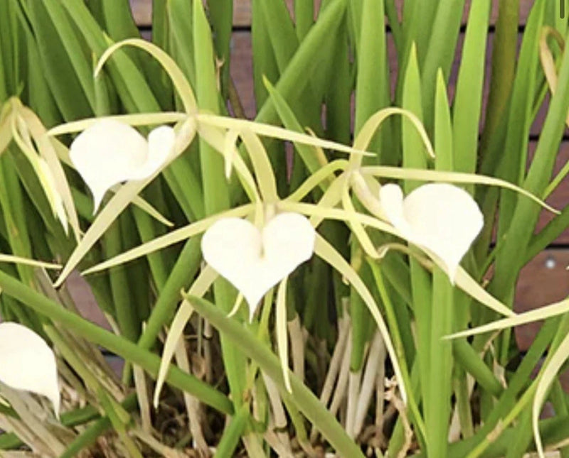 White orchid flowers with star-shaped blooms on green straplike leaves