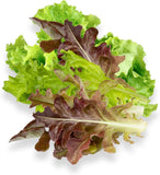 Looseleaf Lettuce Seed Pods w Plant Food for Click and Grow & Outdoor Gardens Garden Plants