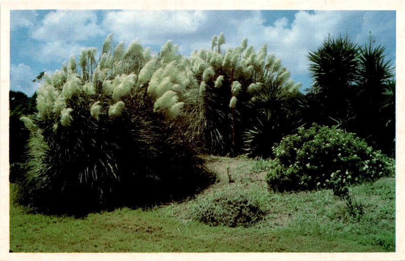 JEKYLL ISLAND, GEORGIA, Pampas Grass, C. L. Marsh Postcard Pampas Grass