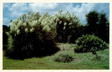 JEKYLL ISLAND, GEORGIA, Pampas Grass, C. L. Marsh Postcard Pampas Grass