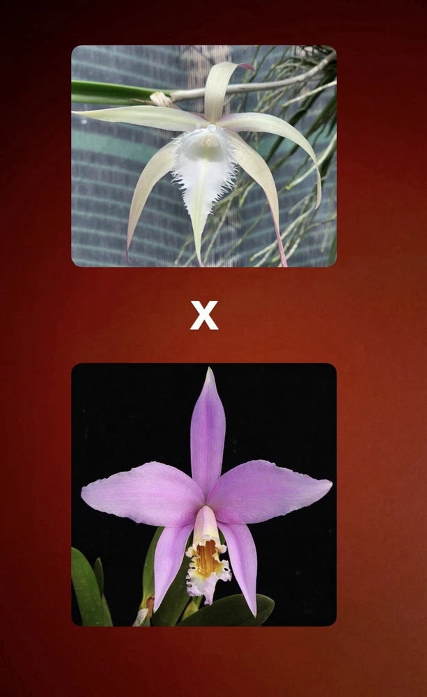Purple Cattleya hybrid orchid in a pot, single ruffled flower with yellow center