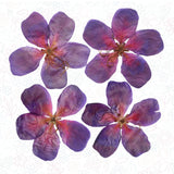 Large Pressed Flowers Blue Purple 5 Petals Resin Art DIY Card Making 8CM X 8CM Dried Flower