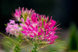 200 CHERRY QUEEN CLEOME Spinosa Hassleriana Carmine Rose Spider Flower Seeds Flowering Plants
