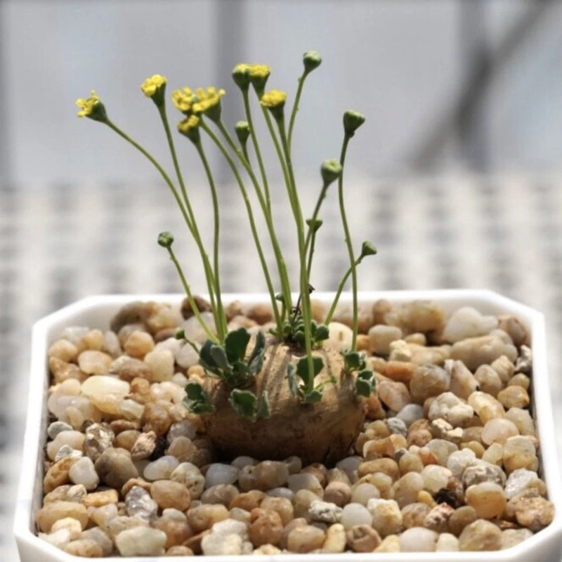 2.5-3CM 1PCS Cactis Live Othonna.C Beautiful Garden Outdoor Rare Planting Garden Plants
