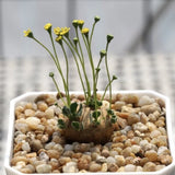 2.5-3CM 1PCS Cactis Live Othonna.C Beautiful Garden Outdoor Rare Planting Garden Plants