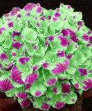 20 SEEDS for Green/Pink HYDRANGEA RARE flower exotic bush plant USA Seller 11B Hydrangea