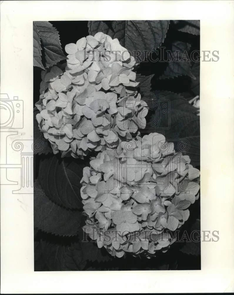 1977 Press Photo Hydrangea flower heads in pink hue - noc95124 Hydrangea