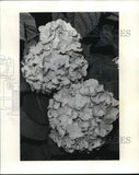 1977 Press Photo Hydrangea flower heads in pink hue - noc95124 Hydrangea